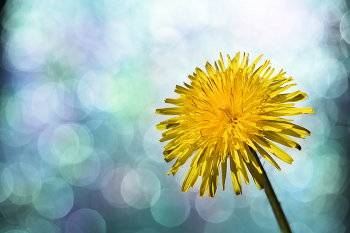 Taraxacum / ***