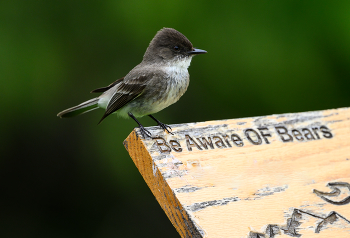 Eastern phoebe / ***
