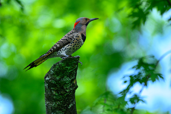 Northern flicker / Northern flicker