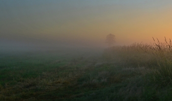 Foggy morning / ***