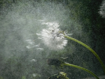 Wind / ***