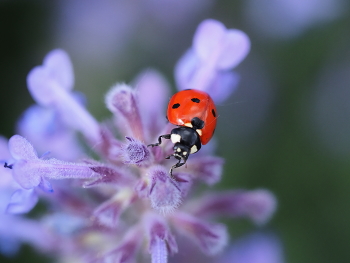 @tutstreet animal / #17