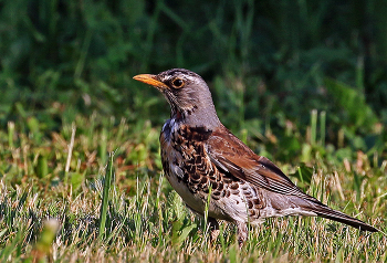 Thrush Fieldfare / ***