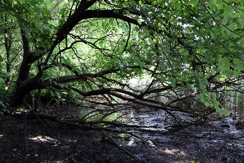 Inflow / ***
