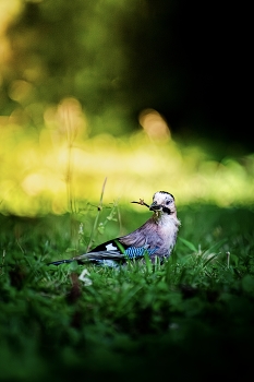 Jay / ***