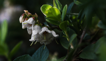 Flowering Preiselbeeren ... / ***