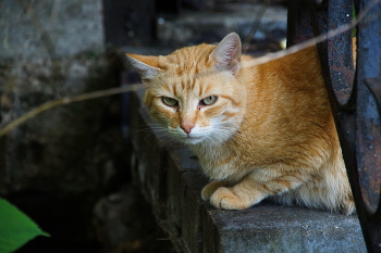 Reizker / ***
