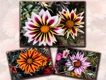 Flower mood / ***