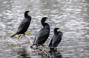 Three Comrades / ***