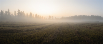 in the morning / ***