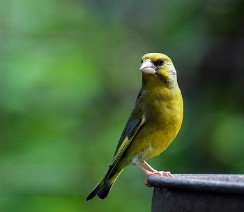 Yellow Wagtail / ***