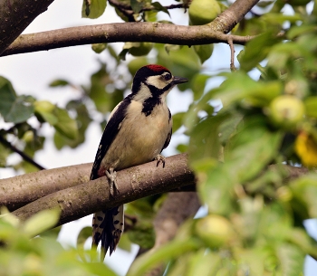 Woodpecker / ***