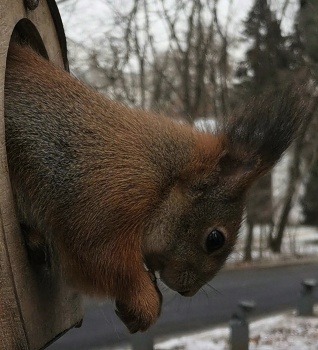 Squirrel / ***