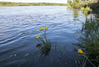 High-Water- / ***