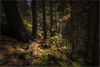 In forest / ***