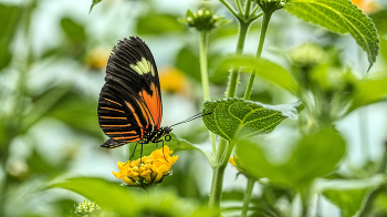 Schmetterling / Falter auf Blüte