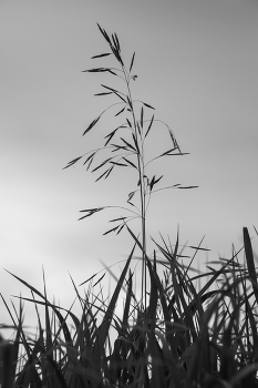Life around / ***