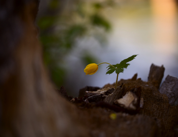 Yellow / ***