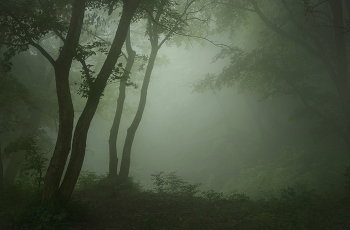 Foggy morning / ***