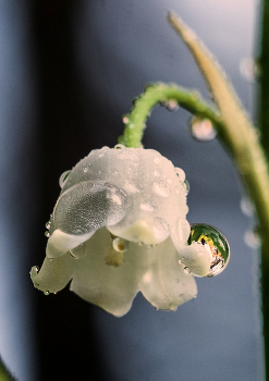 Lily of the Valley. / ***