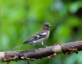 Finch / ***