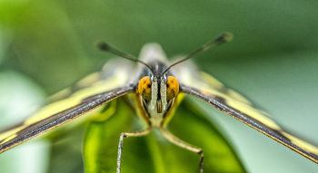  / Falter auge in Auge