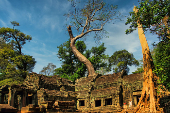 The temple of Ta Prohm / ***