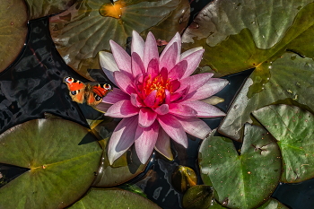 In a quiet backwater ... / ***
