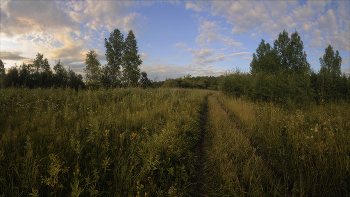Forest roads / ***