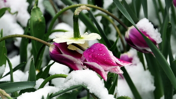  / April, April (der weiß nicht, was er will) Frühling schnee im April. /Tierpark/ "The Natural World"...
https://www.youtube.com/watch?v=plbznYGL7zY&t=2s
