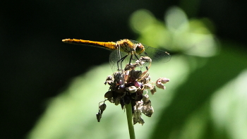 Naturnaher Garten-So unterstützen wir Wildbienen, Hummeln &amp; Schmetterlinge durch Gartengestaltung. / Naturnaher Garten-So unterstützen wir Wildbienen, Hummeln &amp; Schmetterlinge durch Gartengestaltung.
https://www.youtube.com/watch?v=Cn1GIZn0pS8&amp;t=40s