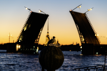 SEAGULL / ***