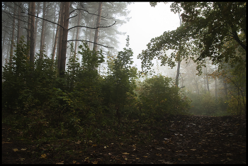 Morning in the forest / ***