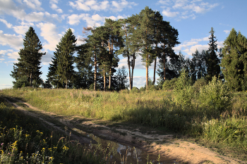 Pines / ***