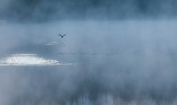 Fog / ***