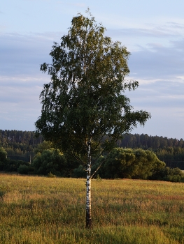 birch / ***