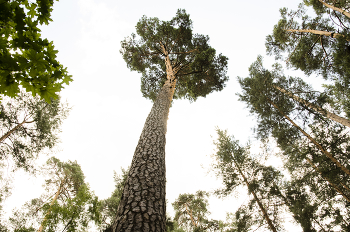 Kiefer-Baum / ***