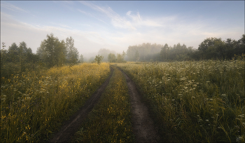 road in the forest / ***