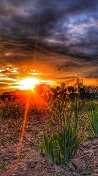 In the last rays. / ***