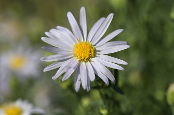 Aster / ***
