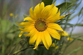 Sunflower / ***