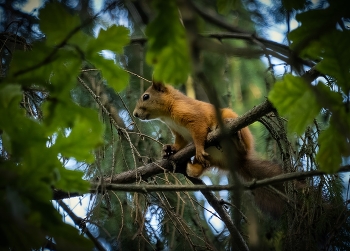 Meeting in the woods / ***