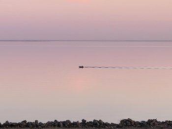 The Gulf of Finland / ***