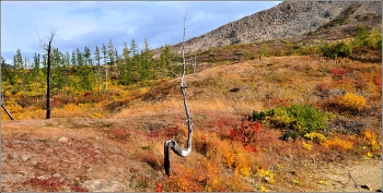 The nature of the Taimyr / ***