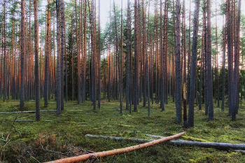 Morning in a pine forest / ***