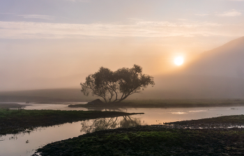 Foggy morning / ***