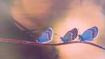 Together cheerfully to walk / ***