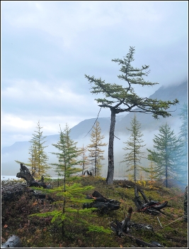 The nature of the Taimyr / ***