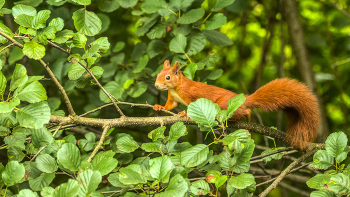  / Eichhörnchen auf Erkundungstour