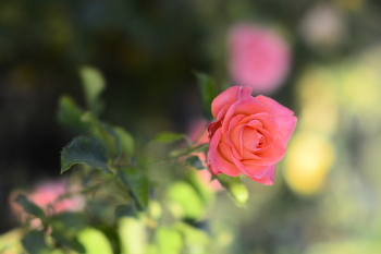 / 85 mm f 1.4